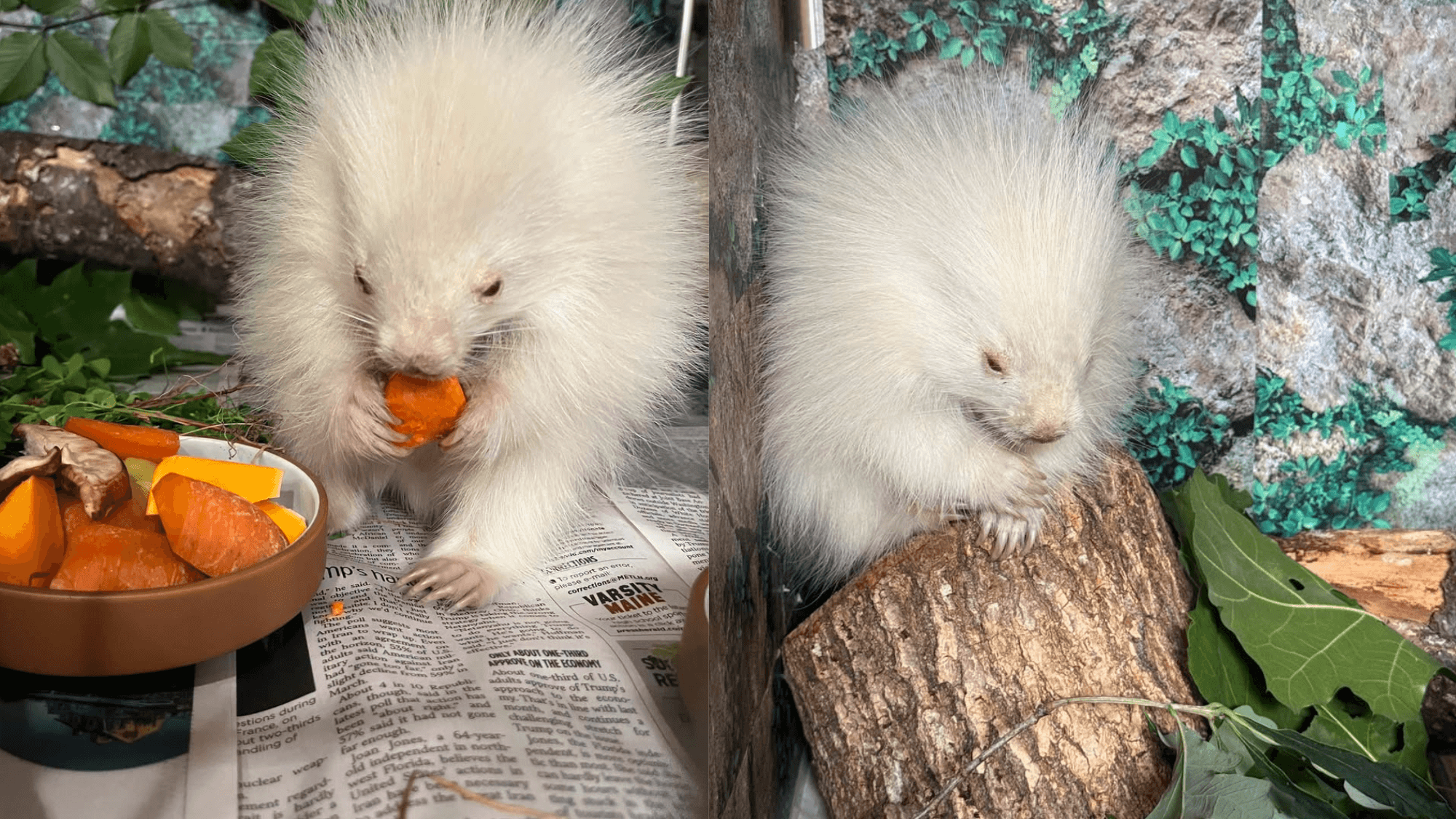 One in 10,000: Rare albino porcupine gets second chance