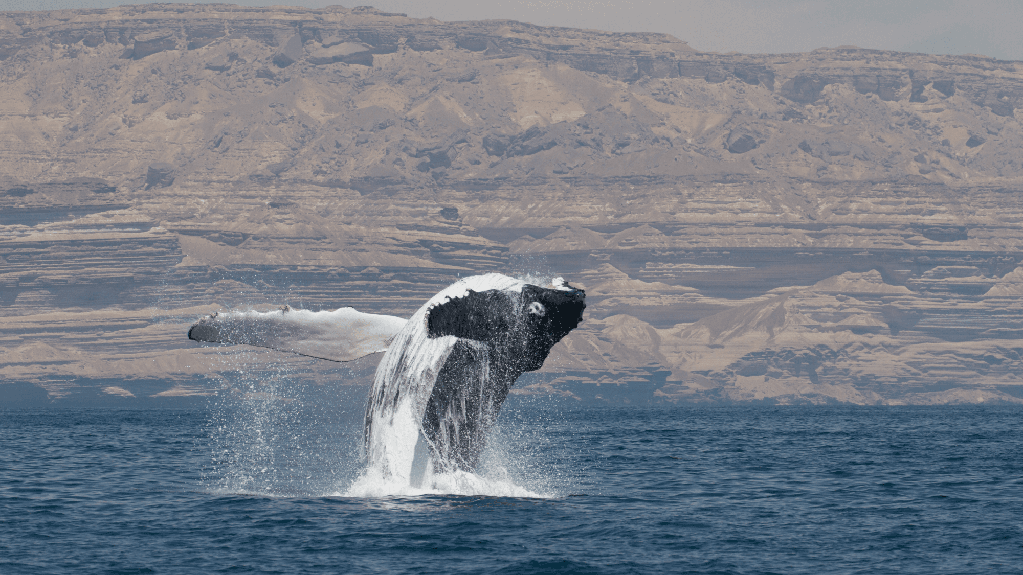 Whale's Epic 4,350-Mile Journey Rewrites Migration Maps