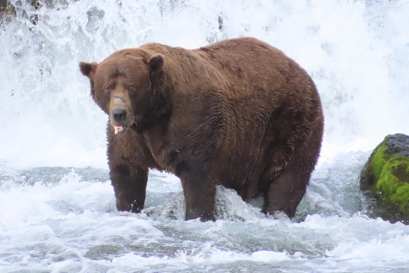 Champion Bear Chunk Returns for Fat Bear Week 2026