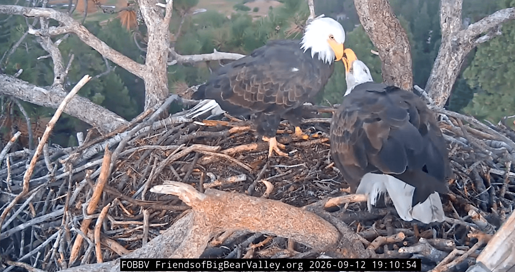 Bald Eagles Shadow and Kaydee Exchange Beaky Kisses