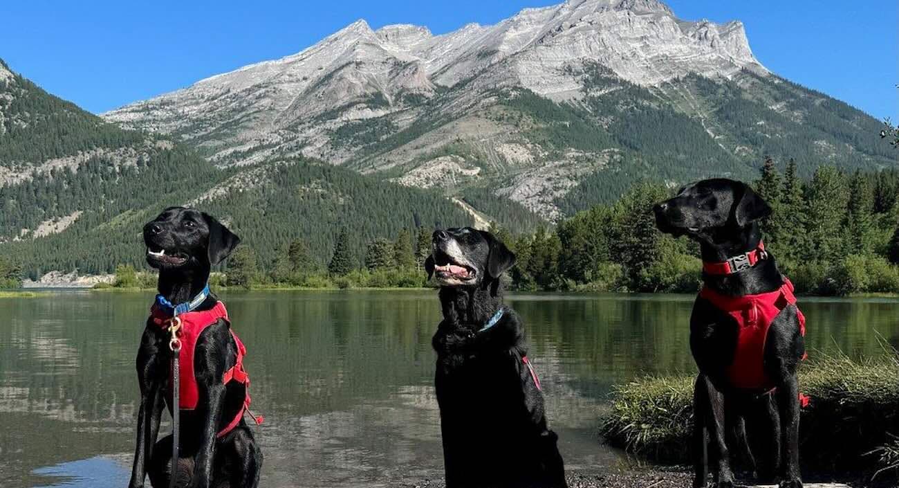 Good Dogs Go to Work Protecting Alberta's Rivers