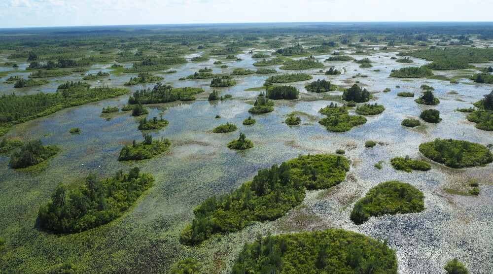 Okefenokee Swamp Earns Its Place Among World Wonders