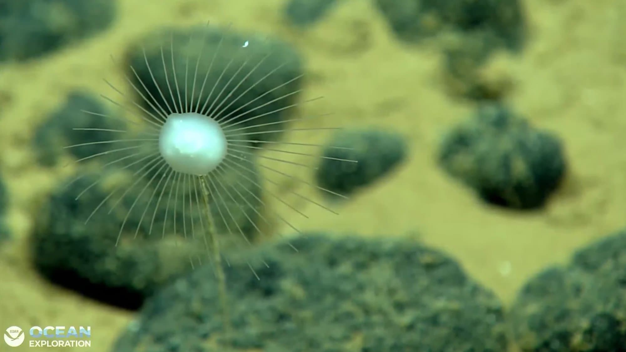 Watch the Deep Sea Come Alive: NOAA's Pacific Expedition