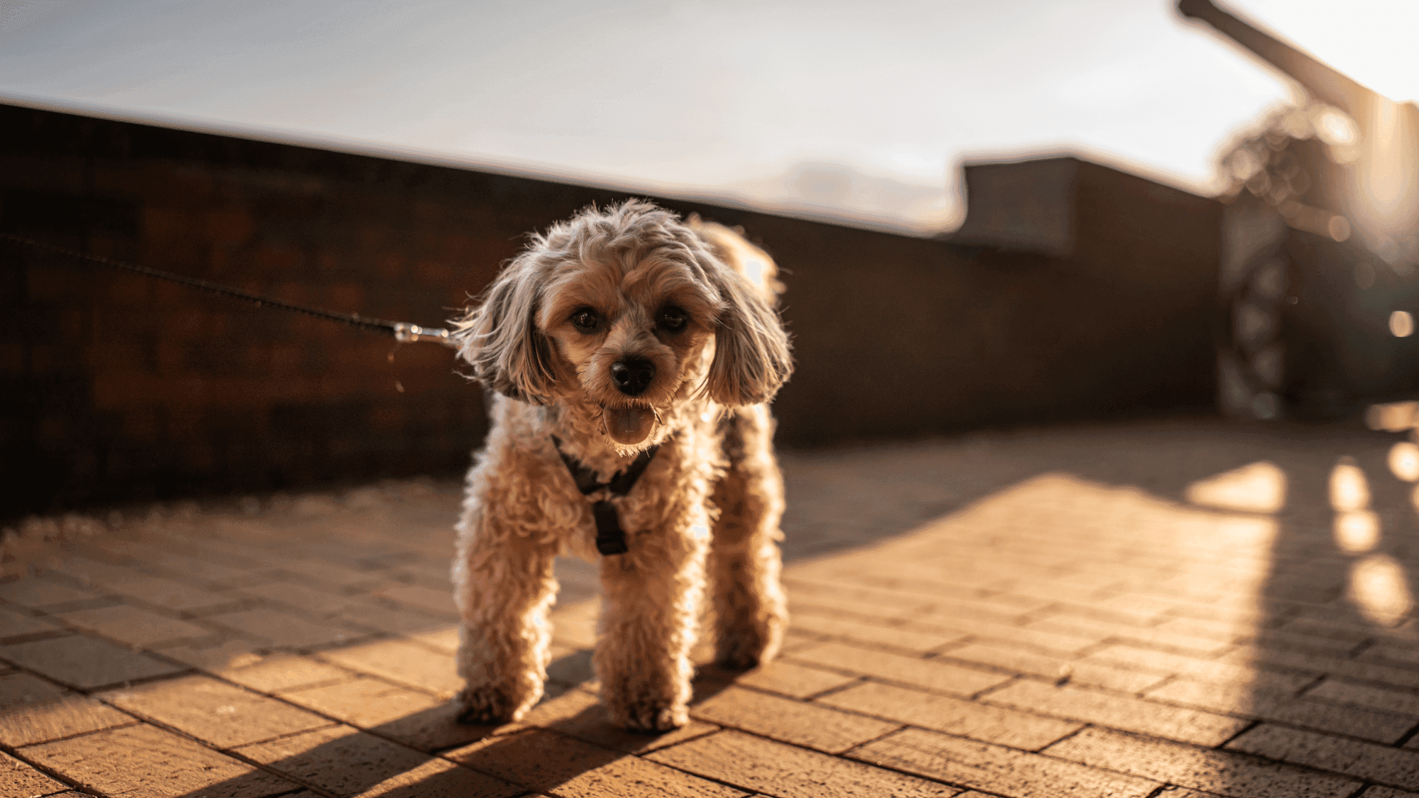 New App Helps Keep Puppy Paws Safe from Hot Pavement