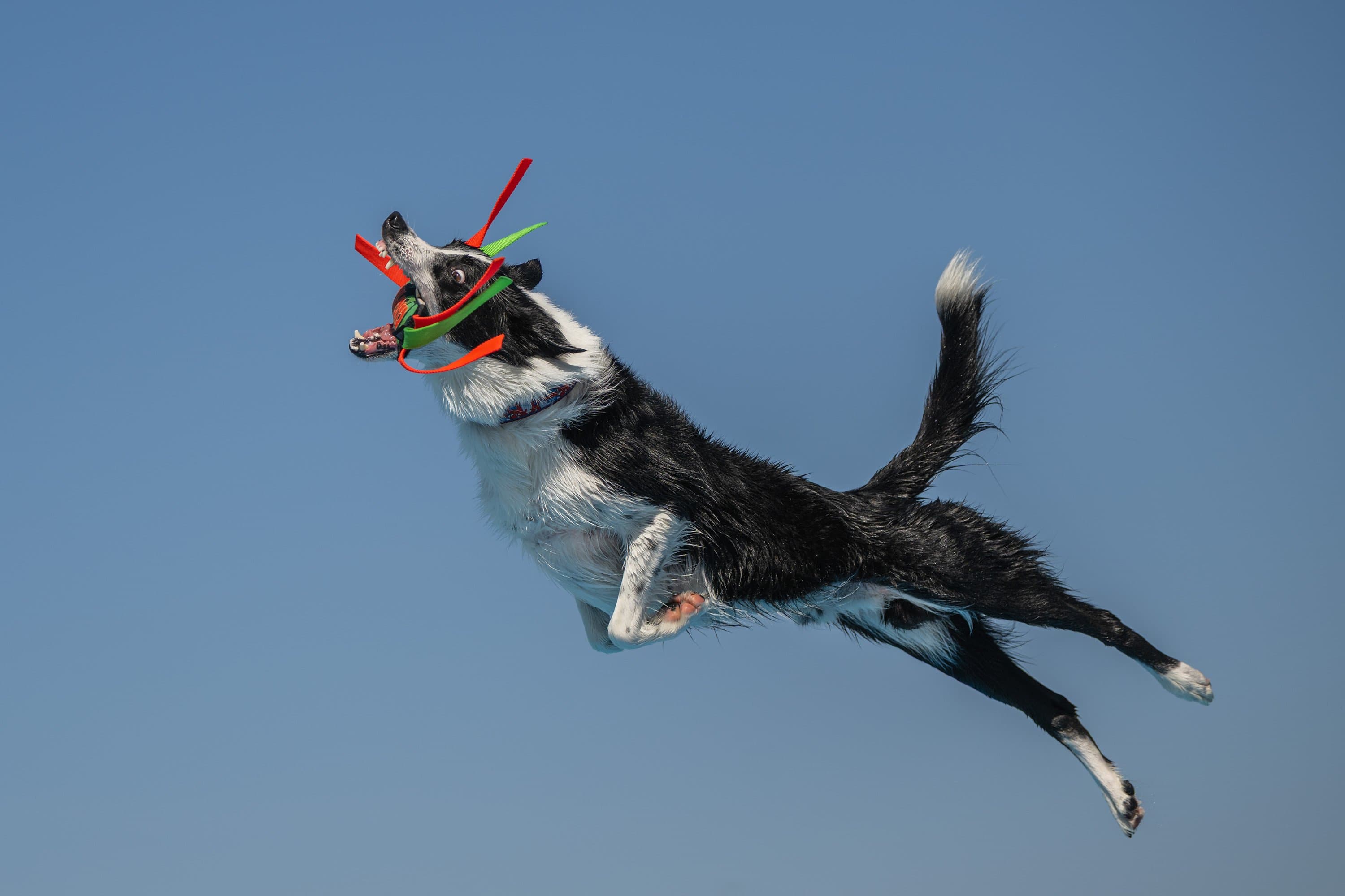 Pets steal the show in stunning 2026 photography awards