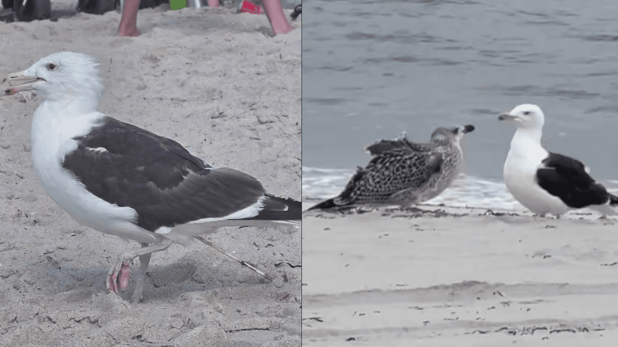 Gull Gets Second Chance After Veterinary Rescue