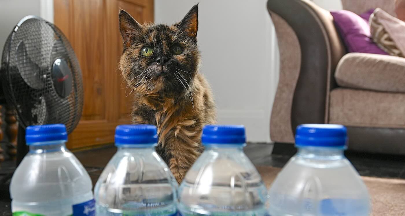 Millie Celebrates 31 Years as World's Oldest Cat